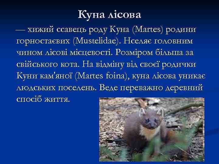 Куна лісова — хижий ссавець роду Куна (Martes) родини горностаєвих (Mustelidae). Нселяє головним чином