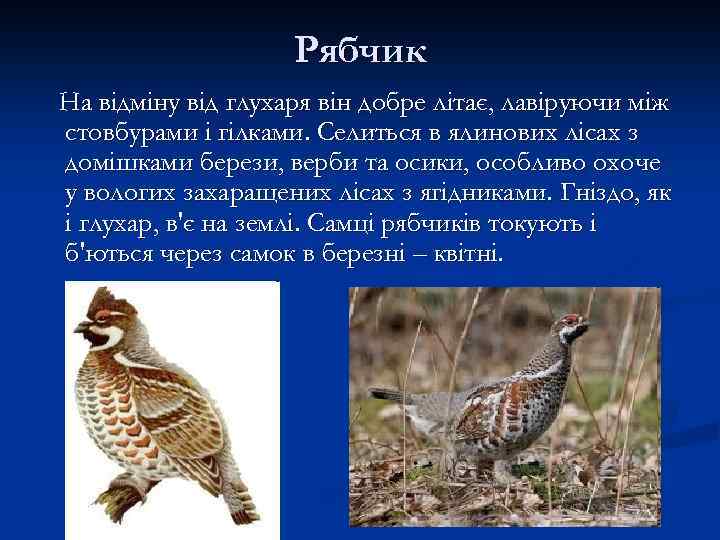 Рябчик На відміну від глухаря він добре літає, лавіруючи між стовбурами і гілками. Селиться