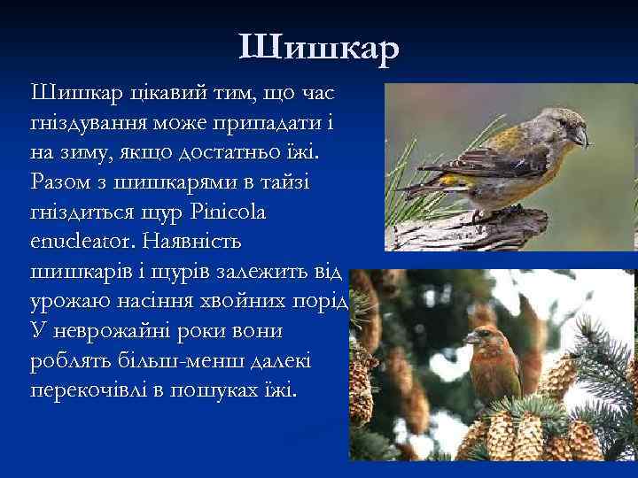 Шишкар цікавий тим, що час гніздування може припадати і на зиму, якщо достатньо їжі.