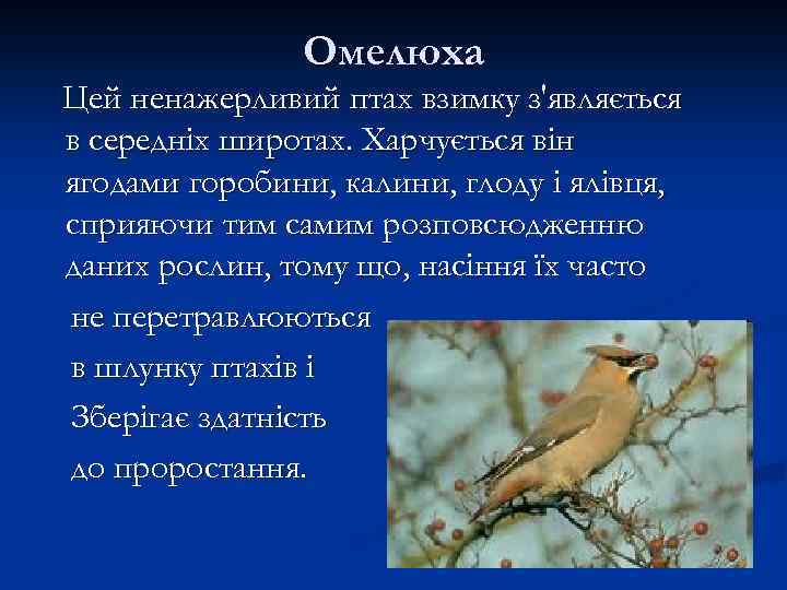 Омелюха Цей ненажерливий птах взимку з'являється в середніх широтах. Харчується він ягодами горобини, калини,