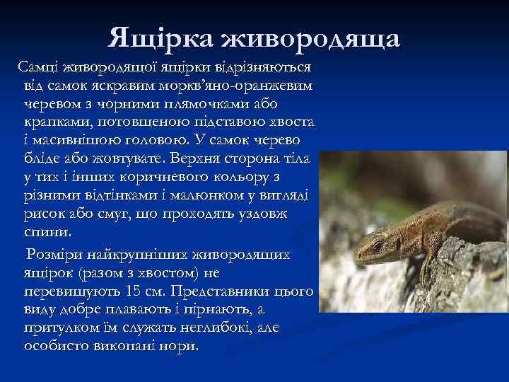 Ящірка живородяща Самці живородящої ящірки відрізняються від самок яскравим моркв’яно-оранжевим черевом з чорними плямочками