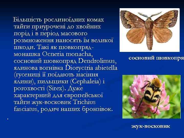 Більшість рослиноїдних комах тайги приурочені до хвойних порід і в період масового розмноження наносять