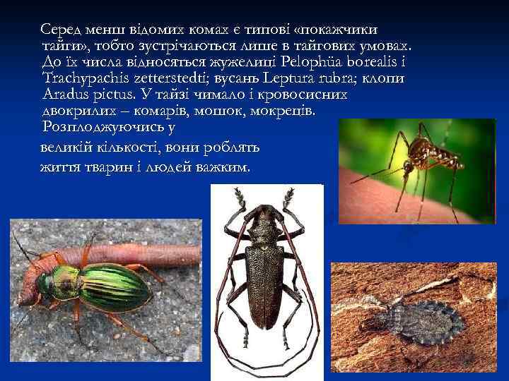 Серед менш відомих комах є типові «покажчики тайги» , тобто зустрічаються лише в тайгових