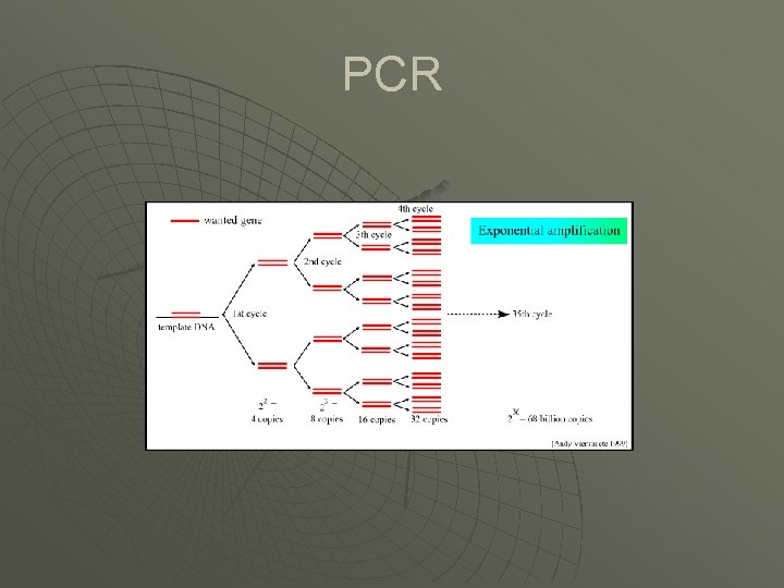 PCR 