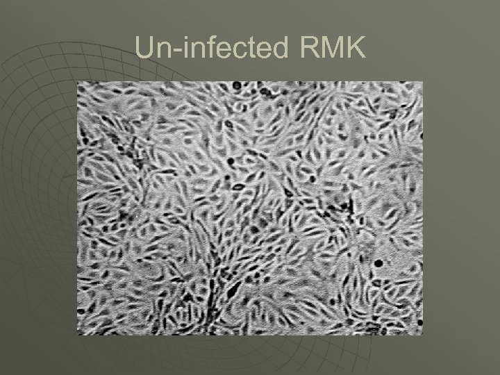 Un-infected RMK 