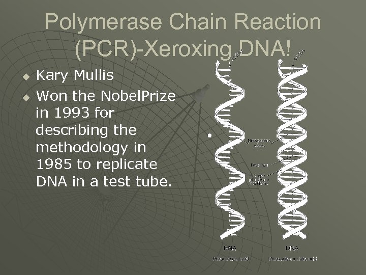 Polymerase Chain Reaction (PCR)-Xeroxing DNA! u u Kary Mullis Won the Nobel. Prize in