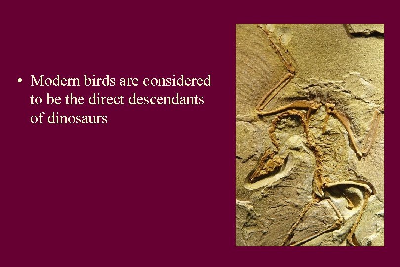  • Modern birds are considered to be the direct descendants of dinosaurs 