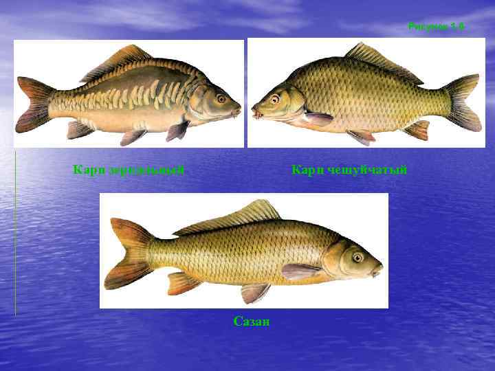 Рисунок 1. 6 Карп зеркальный Карп чешуйчатый Сазан 