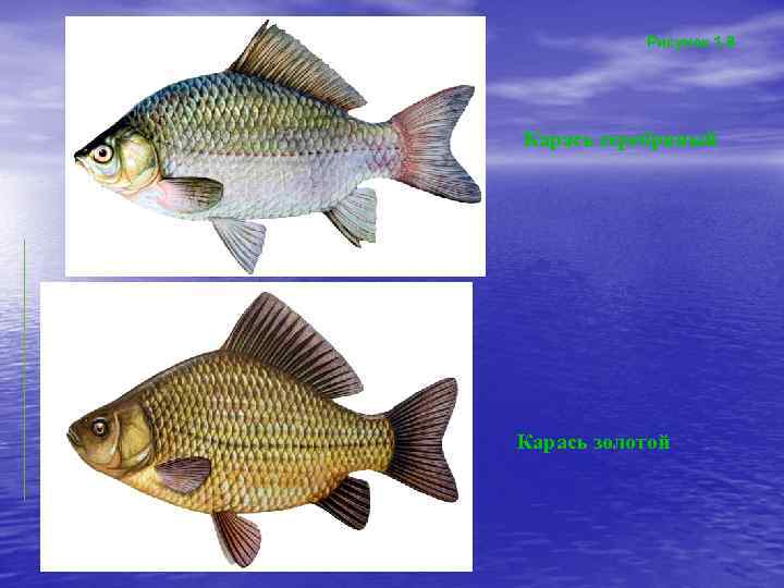 Рисунок 1. 8 Карась серебряный Карась золотой 