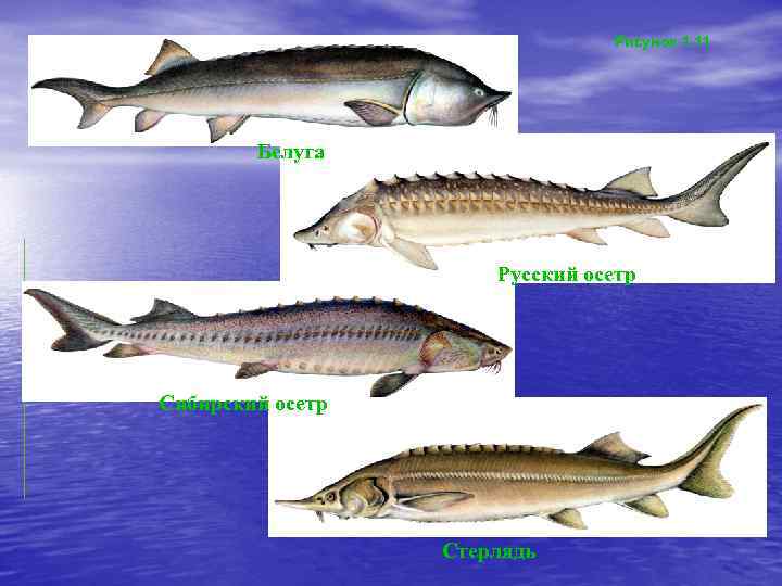 Рисунок 1. 11 Белуга Русский осетр Сибирский осетр Стерлядь 