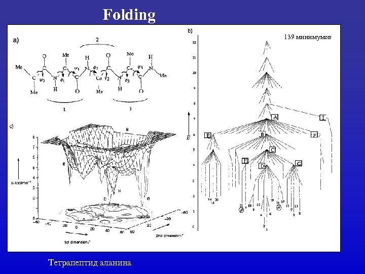 Folding 139 минимумов Тетрапептид аланина 