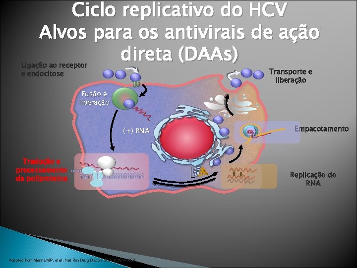 Ciclo replicativo do HCV Alvos para os antivirais de ação direta (DAAs) Ligação ao