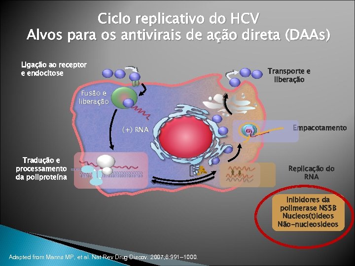 Ciclo replicativo do HCV Alvos para os antivirais de ação direta (DAAs) Ligação ao