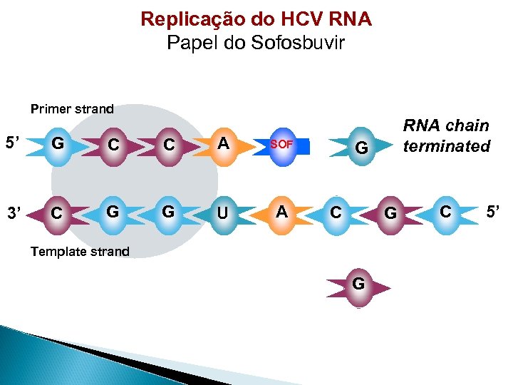 Replicação do HCV RNA Papel do Sofosbuvir Primer strand 5’ G C C A