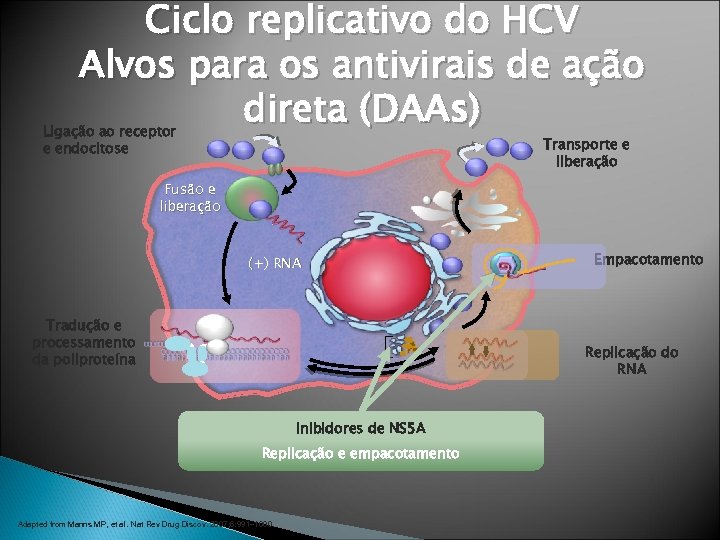 Ciclo replicativo do HCV Alvos para os antivirais de ação direta (DAAs) Ligação ao