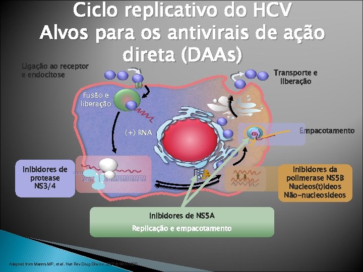 Ciclo replicativo do HCV Alvos para os antivirais de ação direta (DAAs) Ligação ao