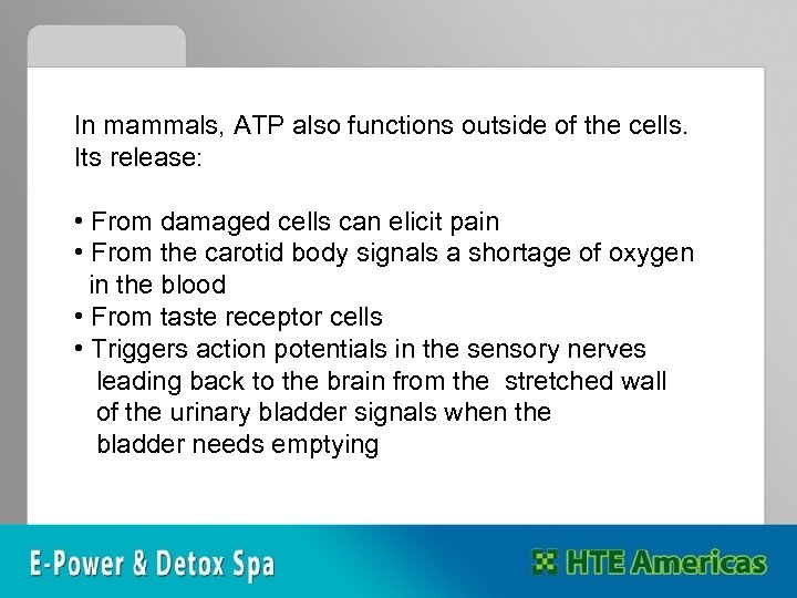In mammals, ATP also functions outside of the cells. Its release: • From damaged