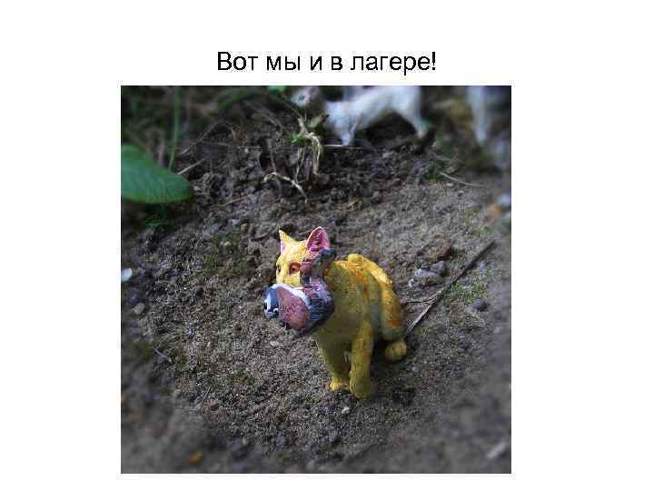 Вот мы и в лагере! 