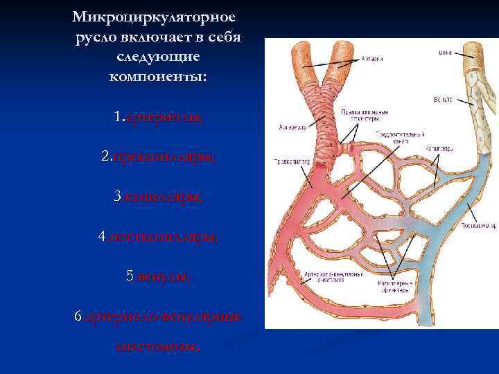 Микроциркуляторное русло