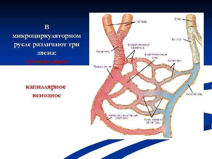 Микроциркуляторное русло презентация