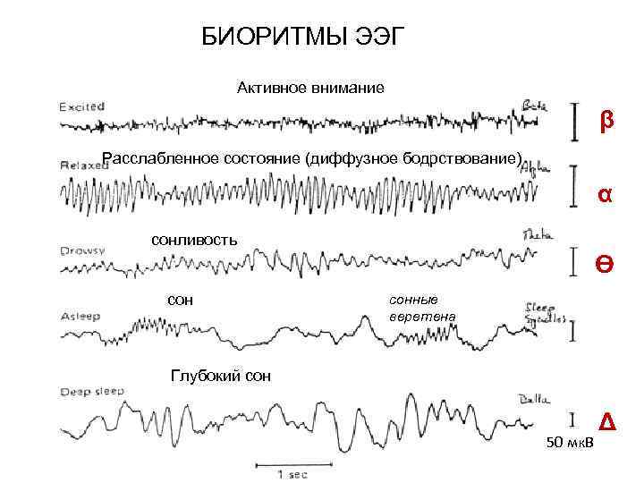 БИОРИТМЫ ЭЭГ Активное внимание β Расслабленное состояние (диффузное бодрствование) α сонливость Ө сонные веретена