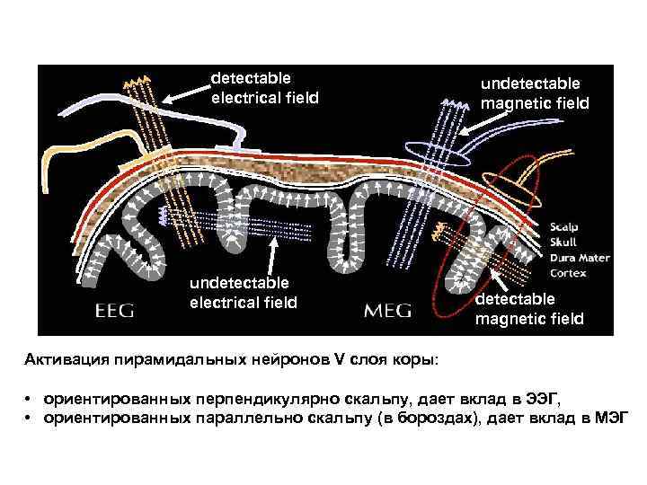 detectable electrical field undetectable magnetic field Активация пирамидальных нейронов V слоя коры: • ориентированных