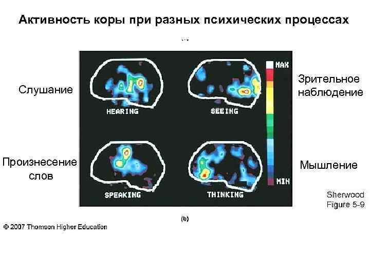 Активность коры при разных психических процессах Слушание Произнесение слов Зрительное наблюдение Мышление 