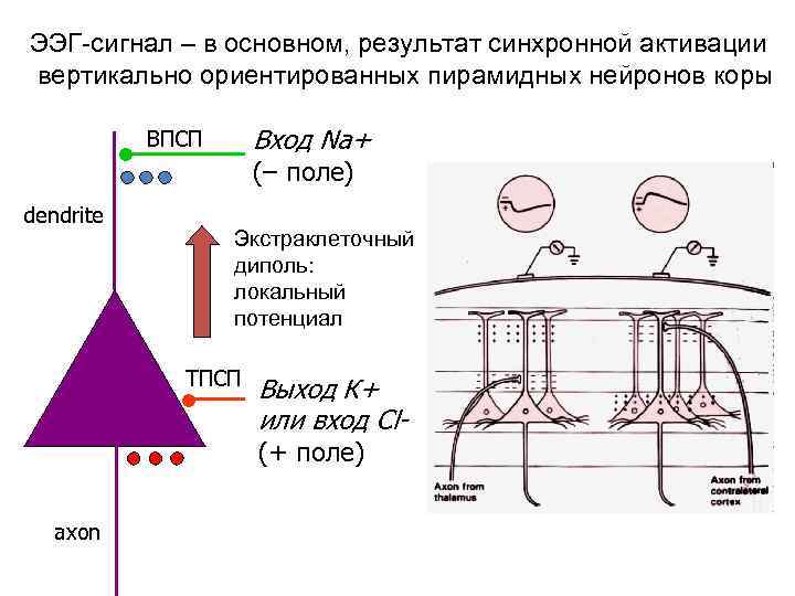 ЭЭГ-сигнал – в основном, результат синхронной активации вертикально ориентированных пирамидных нейронов коры dendrite Вход