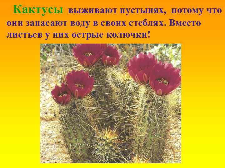 Кактусы выживают пустынях, потому что они запасают воду в своих стеблях. Вместо листьев у