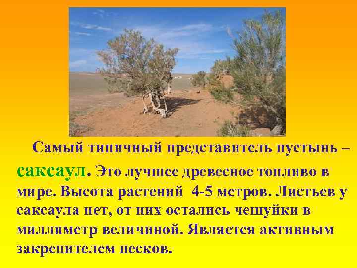 Самый типичный представитель пустынь – саксаул. Это лучшее древесное топливо в мире. Высота растений