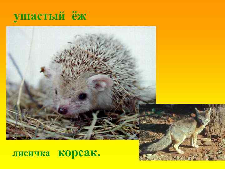 ушастый ёж лисичка корсак. 