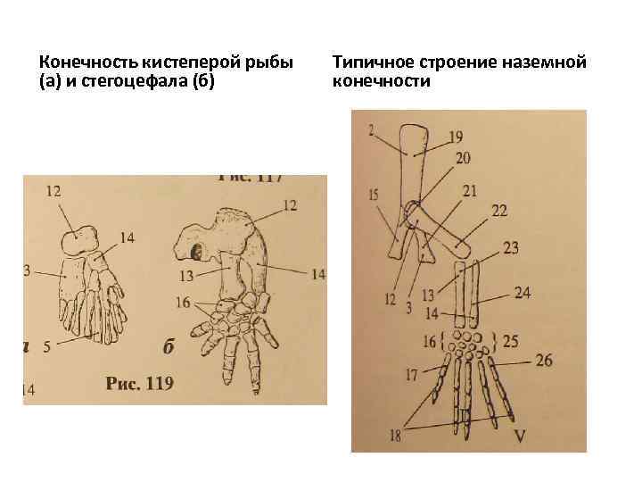 Конечность кистеперой рыбы (а) и стегоцефала (б) Типичное строение наземной конечности 