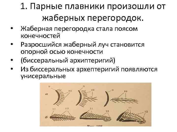 1. Парные плавники произошли от жаберных перегородок. • Жаберная перегородка стала поясом конечностей •