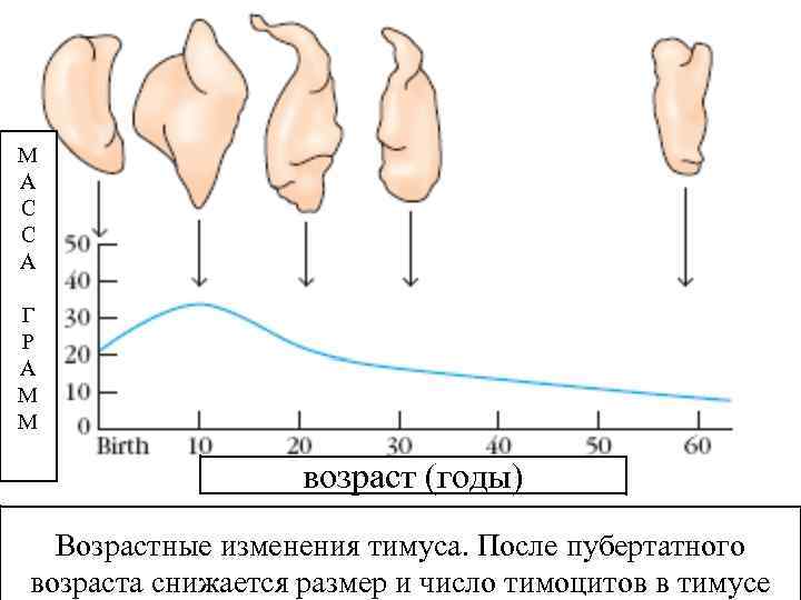 Возраст железа. Возрастные изменения тимуса. Эволюция тимуса. Возрастные особенности вилочковой железы.