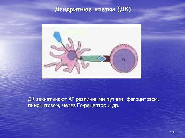 Дендритные клетки (ДК) ДК захватывают АГ различными путями: фагоцитозом, пиноцитозом, через Fc-рецептор и др.