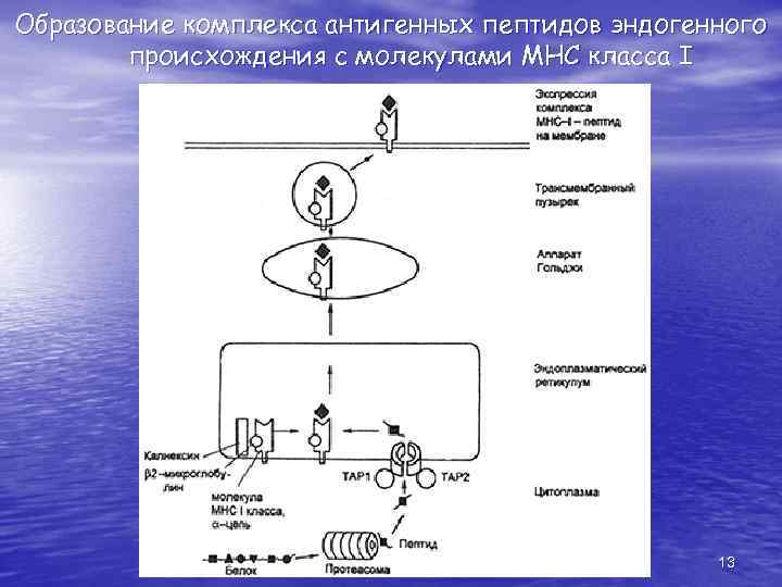 Образование комплексов