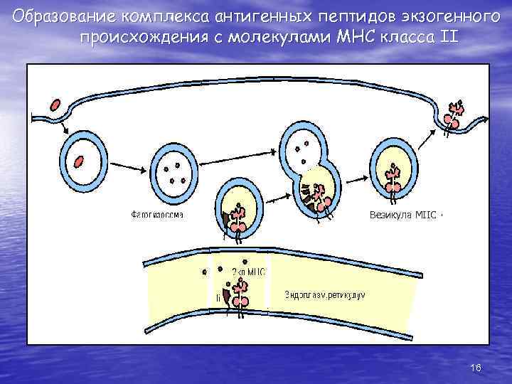 Образование комплекса антигенных пептидов экзогенного происхождения с молекулами МНС класса II Везикула МIIС 16