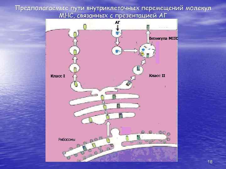 Предполагаемые пути внутриклеточных перемещений молекул МНС, связанных с презентацией АГ АГ Везикула МIIС Класс