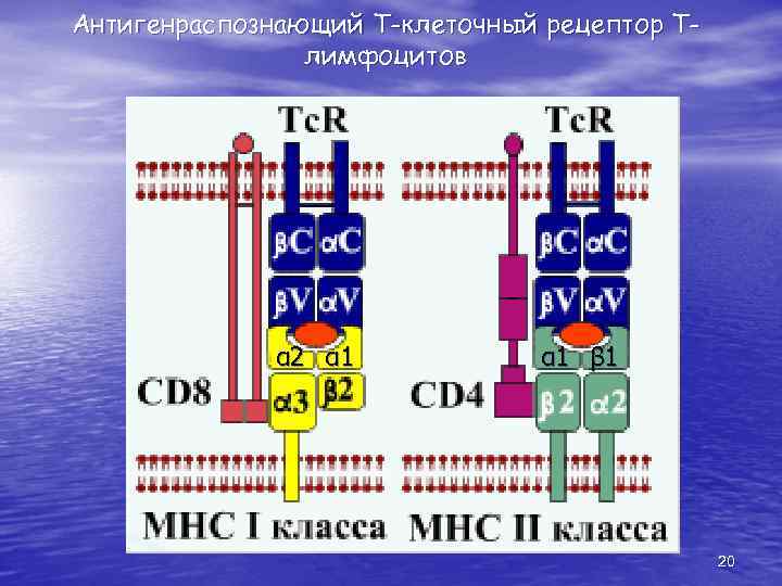 Антигенраспознающий Т-клеточный рецептор Тлимфоцитов α 2 α 1 β 1 20 