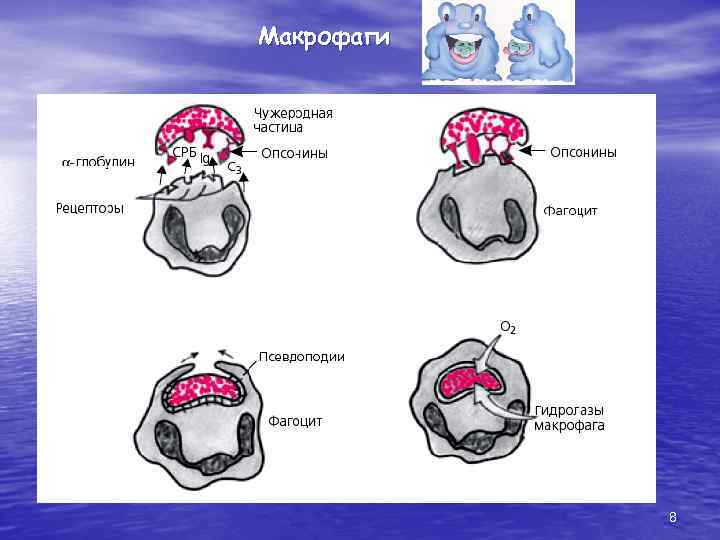 Макрофаги 8 