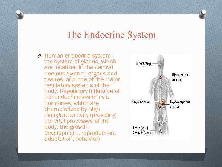 The Endocrine System O Human endocrine system - the system of glands, which are