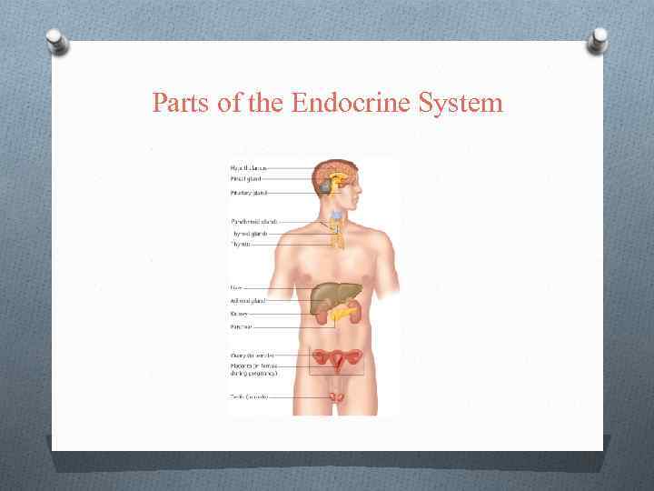 Parts of the Endocrine System 