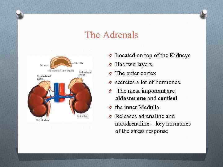The Adrenals O Located on top of the Kidneys O Has two layers O