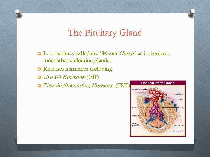 The Pituitary Gland Is sometimes called the ‘Master Gland’ as it regulates most other