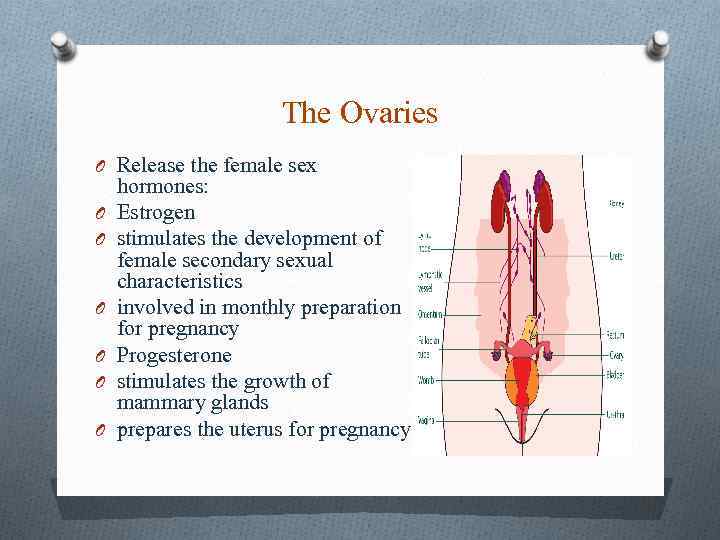 The Ovaries O Release the female sex O O O hormones: Estrogen stimulates the