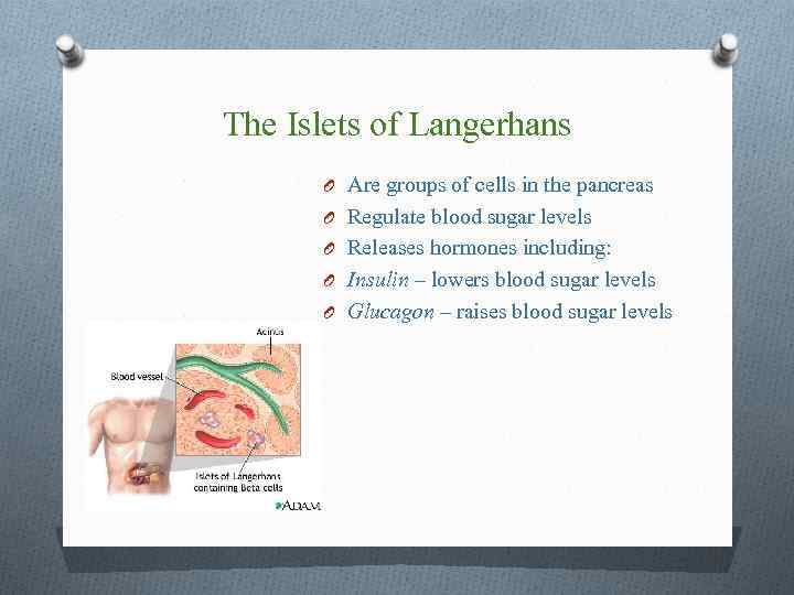 The Islets of Langerhans O Are groups of cells in the pancreas O Regulate