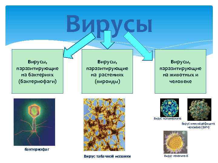 Вирусы, паразитирующие на бактериях (бактериофаги) Вирусы, паразитирующие на растениях (вироиды) Вирусы, паразитирующие на животных