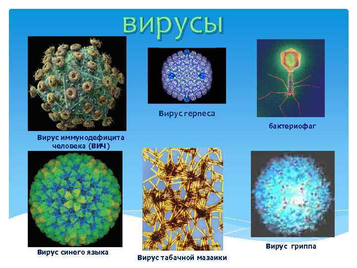 вирусы Вирус герпеса бактериофаг Вирус иммунодефицита человека (ВИЧ) Вирус синего языка Вирус гриппа Вирус