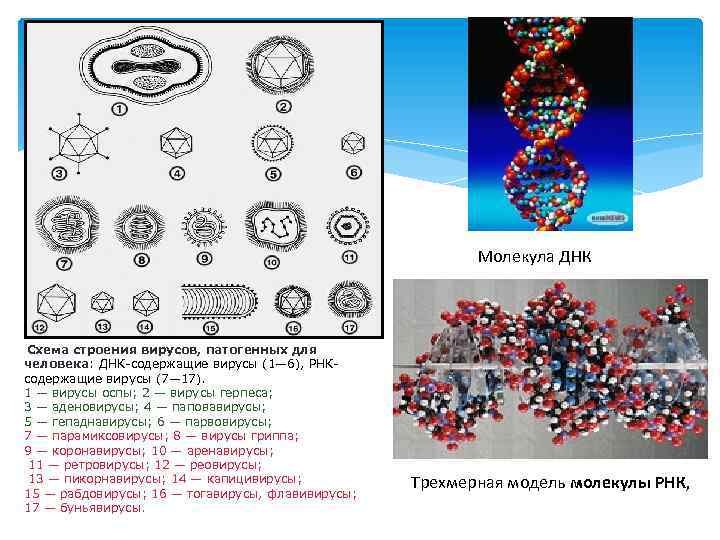 Молекула ДНК Схема строения вирусов, патогенных для человека: ДНК-содержащие вирусы (1— 6), РНКсодержащие вирусы