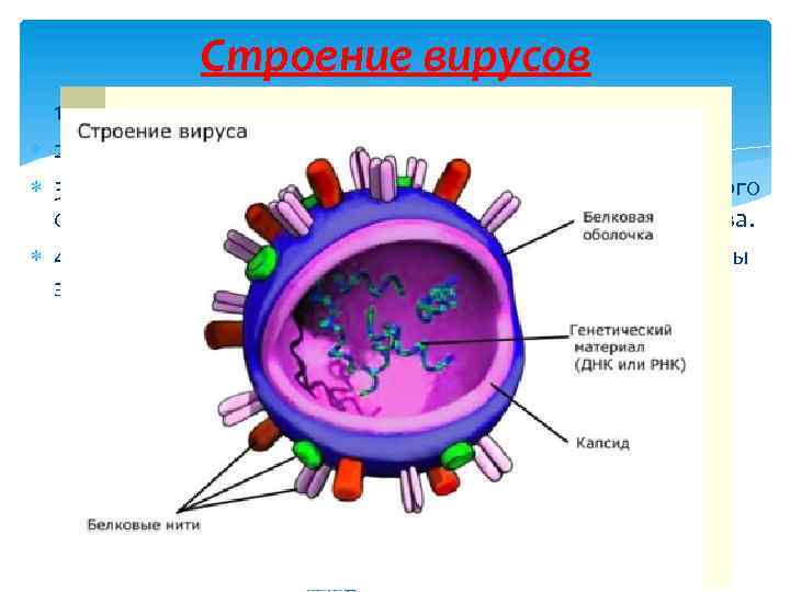 Строение вирусов 1. Маленькие обитатели нашей планеты 2. Вирусы – это микроорганизмы 3. Проявляют